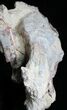 Large Unprepared Oreodont Skull - #27587-6
